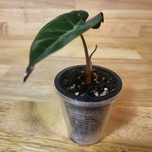 Alocasia Amazonica 'Polly' Elephant Ear Plant - Picture 9 of 12